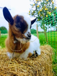CABRITO " BALIN" CABRITO " BALIN"