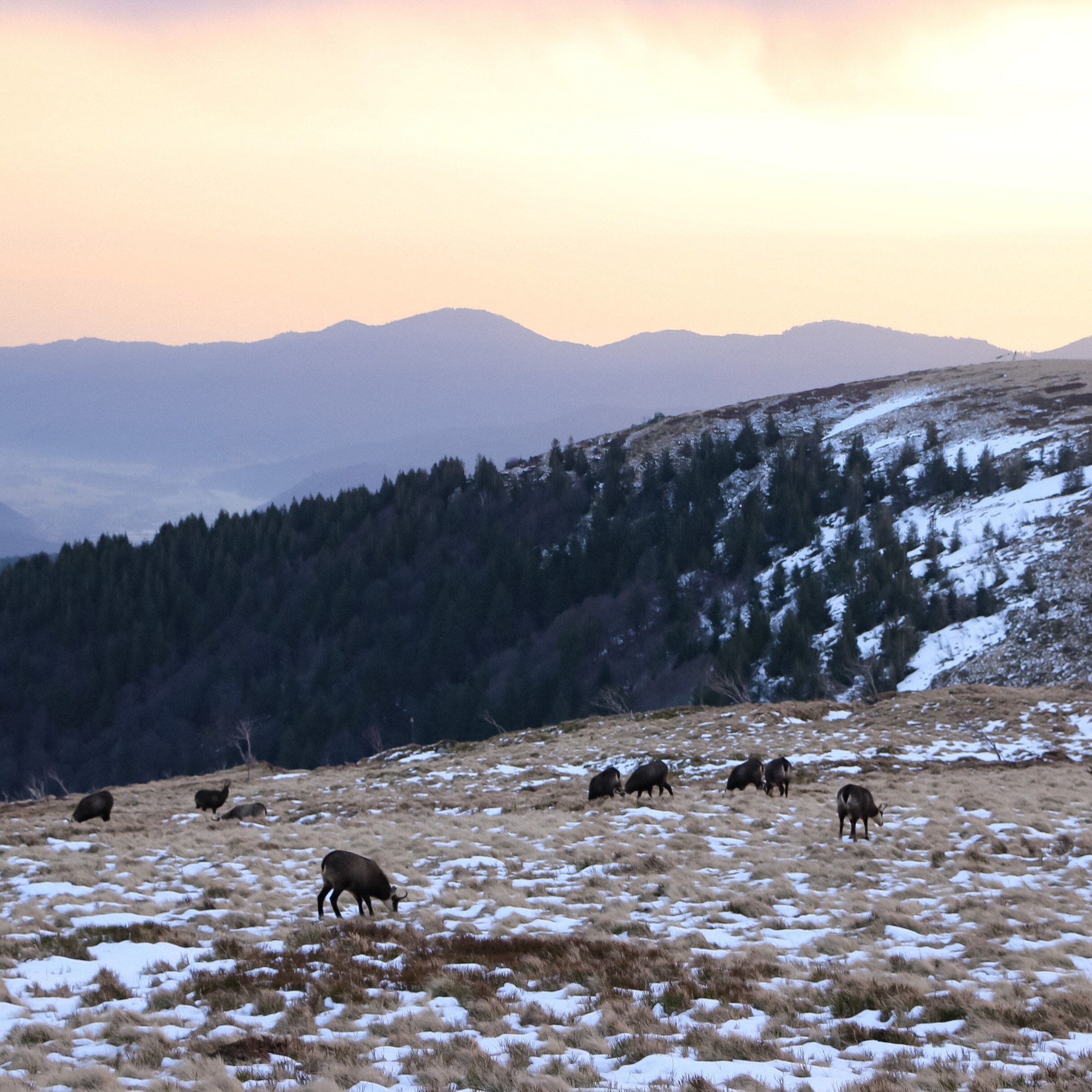 Le petit déjeuner des chamois
