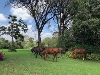 Horses Horses