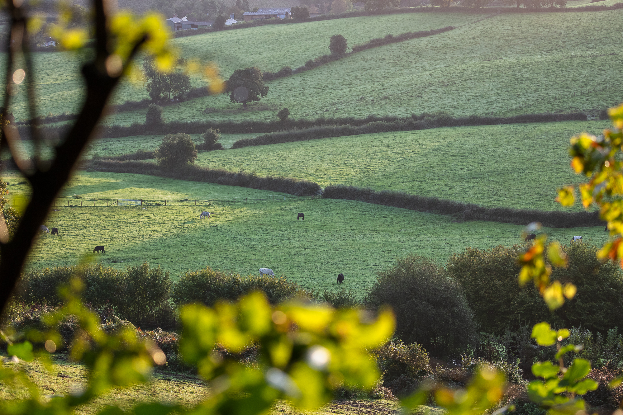 Forthay Circular Walk Through Westridge Wood - 5 Miles