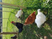 GALLINERO GALLINERO
