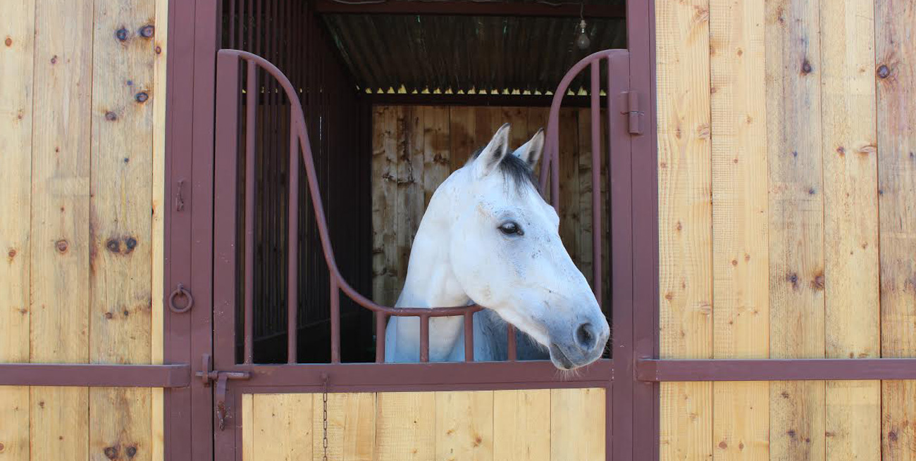 Club équestre à Marrakech pour les passionnés d’équitation