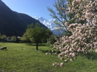 printemps printemps