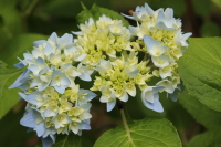 Les hortensias du jardin Les hortensias du jardin
