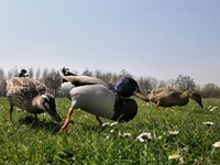 Festival de l'oiseau et de la nature RV en AVRIL 2019
