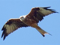 Bird-watching