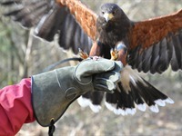 Falconry centre