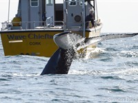 Whale & Dolphin or Marine Eco Tours