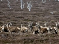 WILDLIFE TRIPS