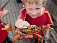 CRABBING AT WEST BAY