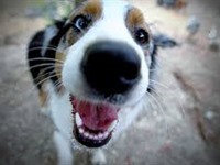 Pet Policy and Charges