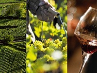 La route des vins