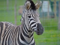 Axe Valley Wild Park