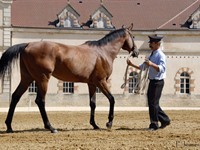 Haras national de Cluny