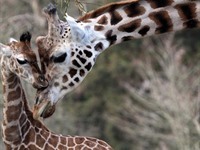 Paignton Zoo