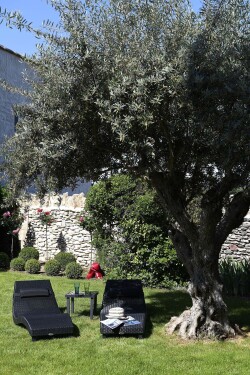 Relax à l'ombre des oliviers 