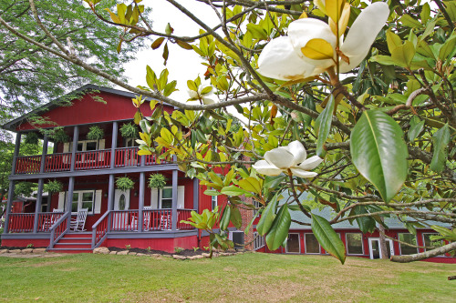 Magnolia Tree, with Southern Belle Lodge beyond