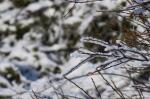 Inverno