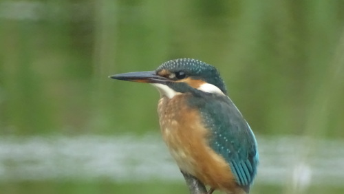 Kingfisher - A regular visitor to Llwyn Onn 