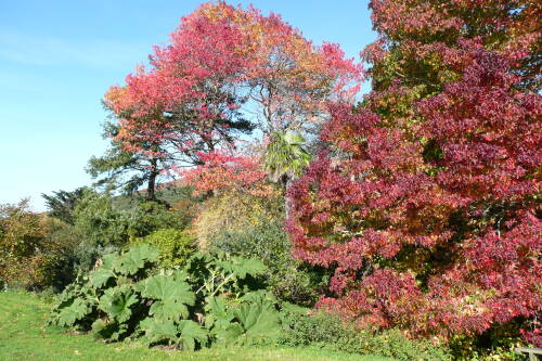 Garden with specimen trees such as a red acer and large gunnera