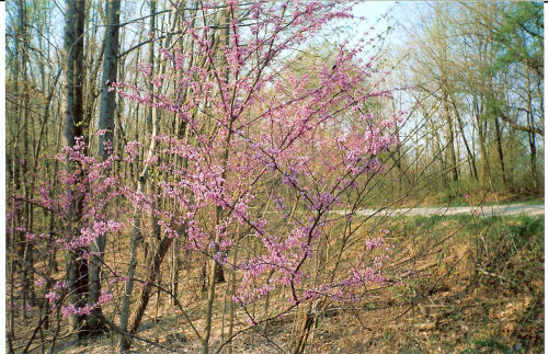 Redbuds adorn our township road during springtime