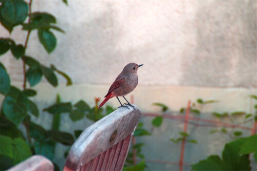 Dans le patio
