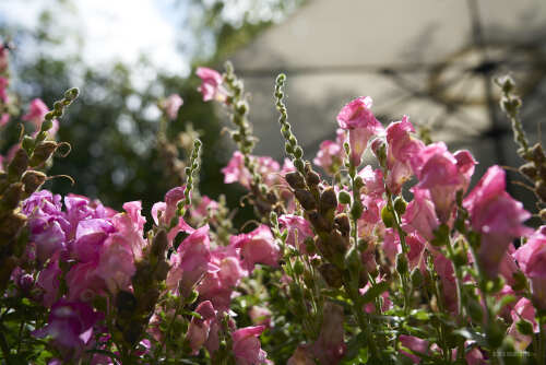 Jardin fleurie..