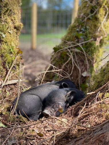 Book onto our animal tours