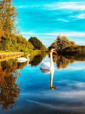 Swan on Canal