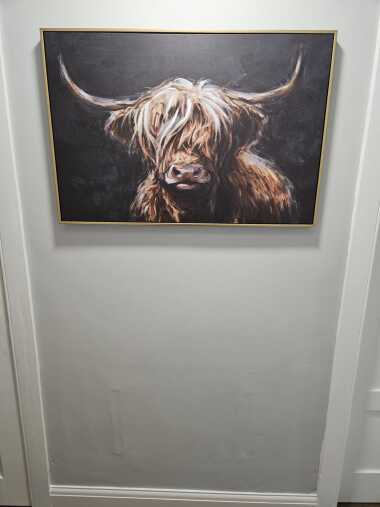 Highland coo