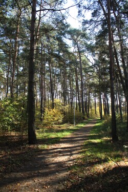 Waldweg im Heide Camp Colbitz