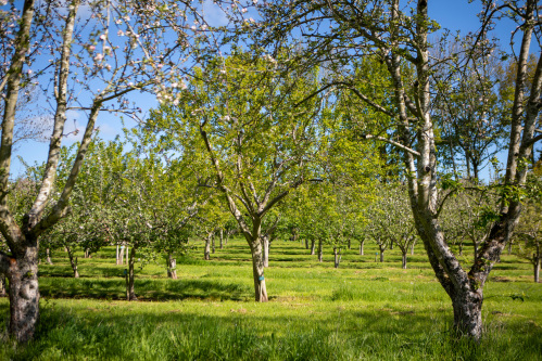 A view through Springtime apple trees