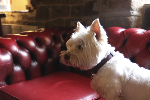 Poppy our pub dog rules the inn