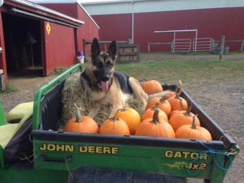 Annie helping with gathering fall pumpkins