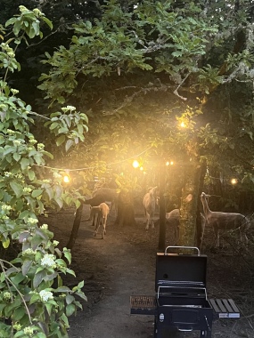 Alpacas and pigs roaming around 