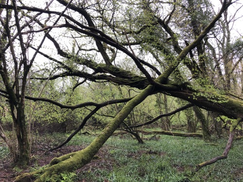 Our Deeper woods for intrepid explorers, there be fairies...