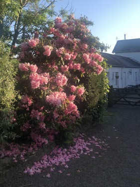 West country Rhododendron flank the estate gardens 
