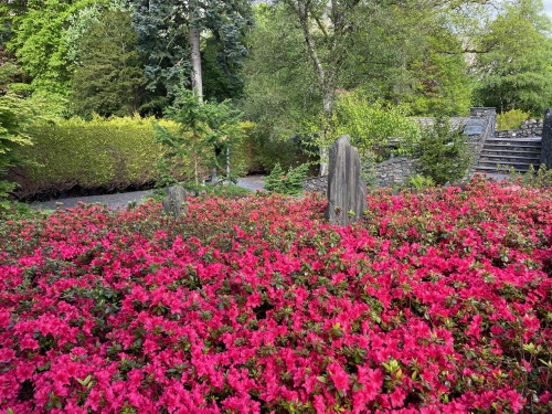 Azalea bed outside room 2