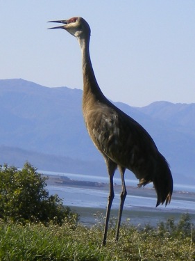 Sandhill Crane