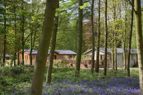 Lodges in Bluebells