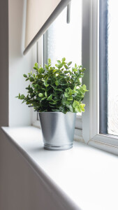 Plants