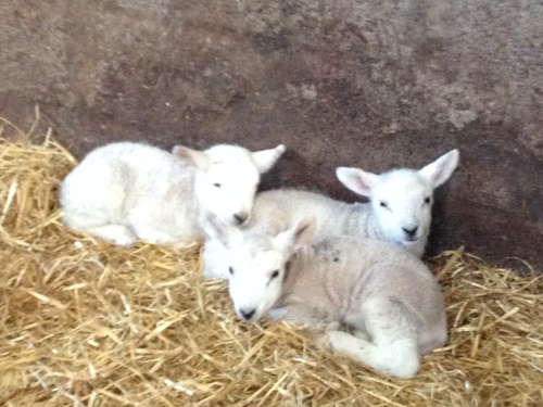 Kellah lambs