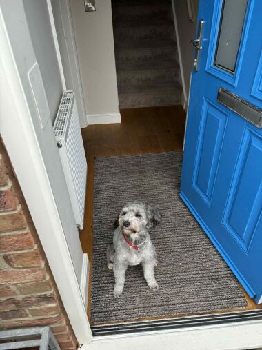 Please come in Dogs are Welcome