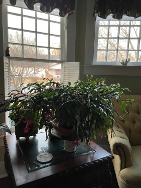 Our Christmas Cactus