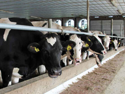 Visit our cows in our dairy barn