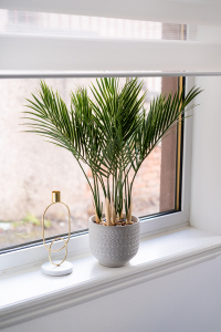Plants