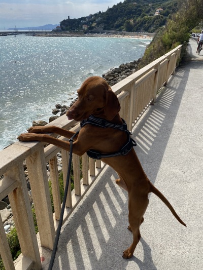 Hunde erlaubt gegen Gebühr