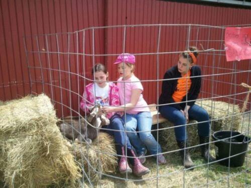Playing with baby goats