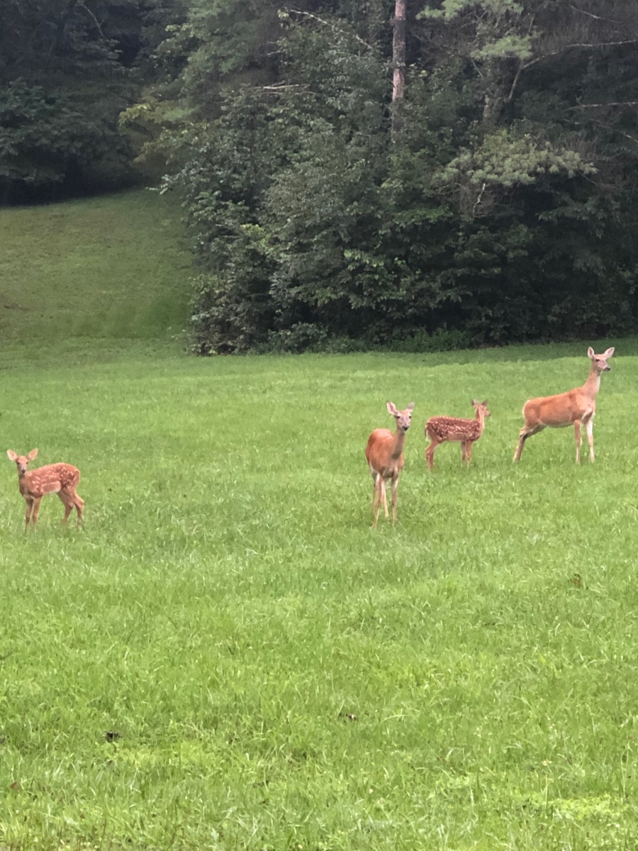 Bittersweet Farm Cabins Christmas Cabin by Bittersweet Farm Cabins