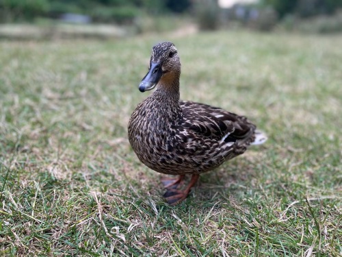 Duck in Lathkill Dale